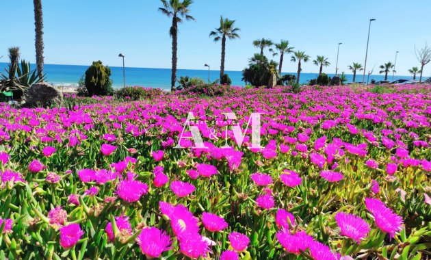 Long Term Rental - Apartment / flat - Torre de la Horadada